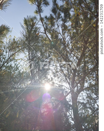 Pine Trees With Sunlight Filtering Through Needles And Branches In Forest Canopy During Daytime Pine Trees With Sunlight Filtering Through Needles And Branches In Forest Canopy During Daytime 142231709