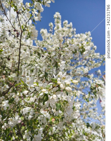 Closeup Branch With White Spring Blossoms And Small Buds Against Deep Blue Sky In Sunlit Garden Closeup Branch With White Spring Blossoms And Small Buds Against Deep Blue Sky In Sunlit Garden 142231766