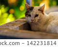Stray cats quietly standing on street corners at night 142231814