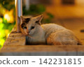 Stray cats quietly standing on street corners at night 142231815