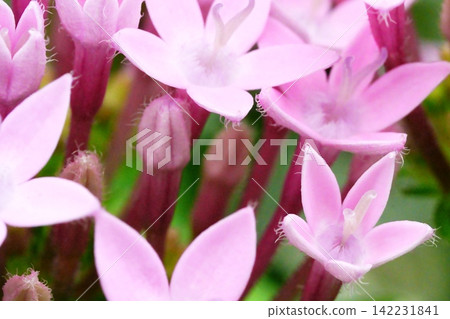 Small pink flowers blooming in clusters Small pink flowers blooming in clusters 142231841