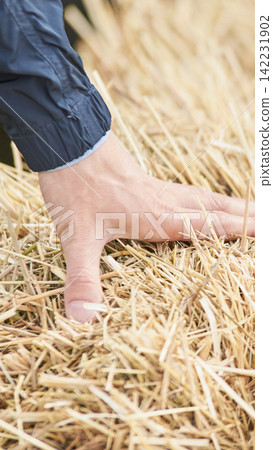Hand Gently Pressing Dry Straw And Hay Fibers On Bale Surface In Outdoor Agricultural Field Setting Hand Gently Pressing Dry Straw And Hay Fibers On Bale Surface In Outdoor Agricultural Field Setting 142231902