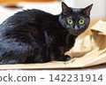 Black cat  142231914