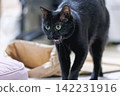 Black cat  142231916