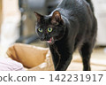 Black cat  142231917