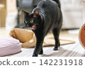 Black cat  142231918