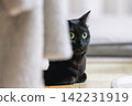 Black cat  142231919