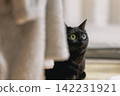 Black cat  142231921