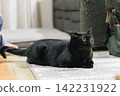 Black cat  142231922