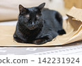 Black cat  142231924