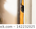 Sabi cat 142232025