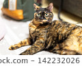 Sabi cat 142232026