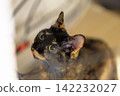 Sabi cat 142232027