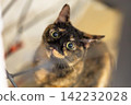 Sabi cat 142232028