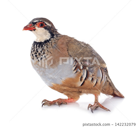 French Partridge, Alectoris rufa 142232079