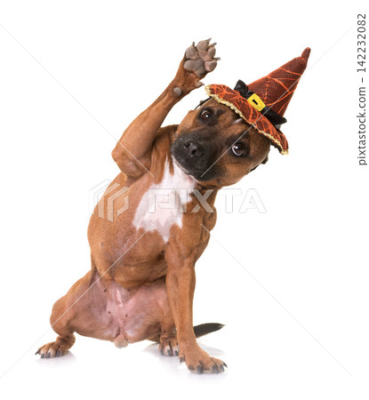 staffordshire bull terrier and halloween staffordshire bull terrier and halloween 142232082