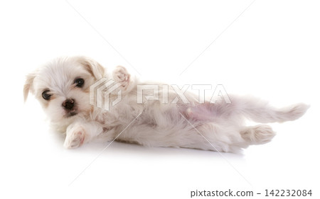 Bichon Frise in studio Bichon Frise in studio 142232084