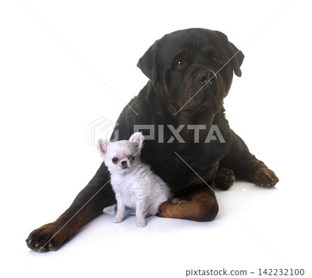 puppy chihuahua and rottweiler 142232100