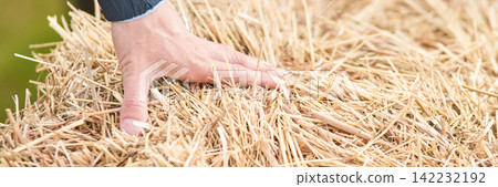 Hand Touching Dry Straw Bale On Farm Inspecting Hay Texture And Compaction In Agricultural Setting Hand Touching Dry Straw Bale On Farm Inspecting Hay Texture And Compaction In Agricultural Setting 142232192