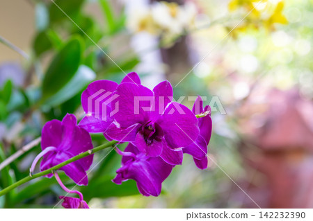 Vibrant purple orchid flowers blooming tropical garden lush green foliage soft bokeh creating colorful natural floral background elegant beauty Vibrant purple orchid flowers blooming tropical garden lush green foliage soft bokeh creating colorful natural floral background elegant beauty 142232390