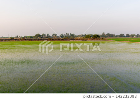 Flooded green rice paddy field young seedlings reflective water across rural farmland showing agriculture cultivation irrigation countryside peaceful natural landscape 142232398