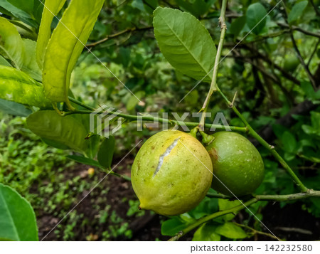 Green Lime Fruits Damaged by Citrus Canker Disease on Tree Branch Green Lime Fruits Damaged by Citrus Canker Disease on Tree Branch 142232580