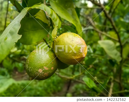 Green Lime Fruits Damaged by Citrus Canker Disease on Tree Branch 142232582
