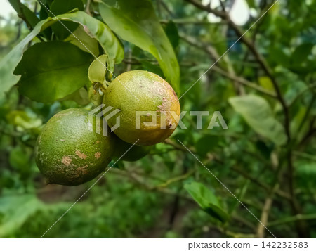Green Lime Fruits Damaged by Citrus Canker Disease on Tree Branch Green Lime Fruits Damaged by Citrus Canker Disease on Tree Branch 142232583