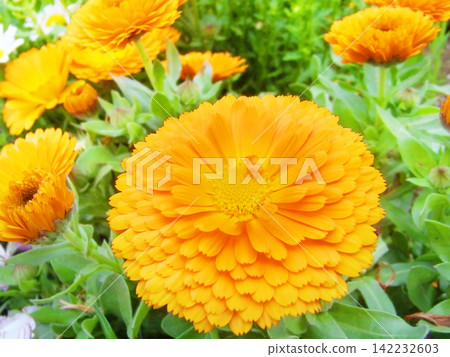 橙色金盞花 142232603