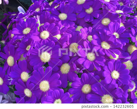 鮮豔的紫色瓜葉菊 鮮豔的紫色瓜葉菊 142232605