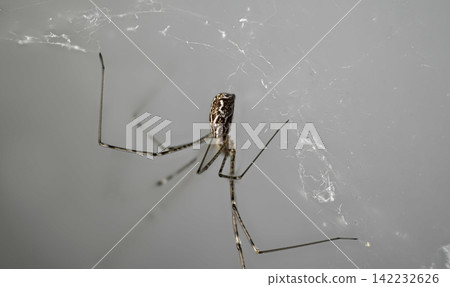 Long-legged spider on grey web background Long-legged spider on grey web background 142232626