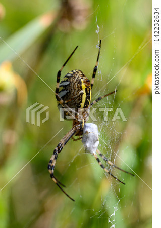 Wasp spider with captured prey in web Wasp spider with captured prey in web 142232634