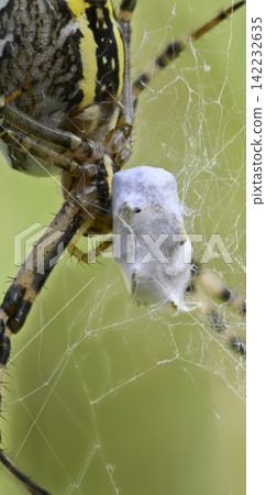 Extreme close-up of prey wrapped in spider silk Extreme close-up of prey wrapped in spider silk 142232635
