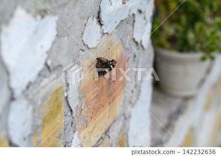Butterfly resting on weathered brick wall Butterfly resting on weathered brick wall 142232636