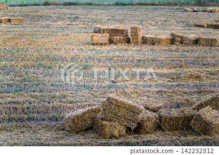 bales of hay in the field after harvest bales of hay in the field after harvest 142232812
