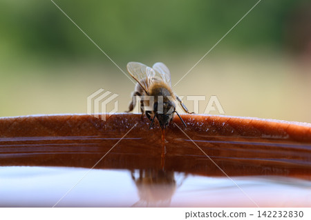 Close-up of a bee drinking water from wooden bowl, its reflection visible in the droplet. Intricate details of the bee's body are highlighted. Close-up of a bee drinking water from wooden bowl, its reflection visible in the droplet. Intricate details of the bee's body are highlighted. 142232830