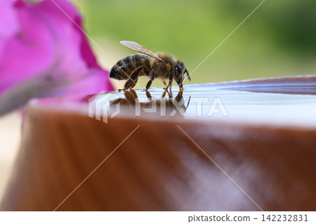 Close-up of a bee drinking water from wooden bowl, its reflection visible in the droplet. Intricate details of the bee's body are highlighted. Close-up of a bee drinking water from wooden bowl, its reflection visible in the droplet. Intricate details of the bee's body are highlighted. 142232831