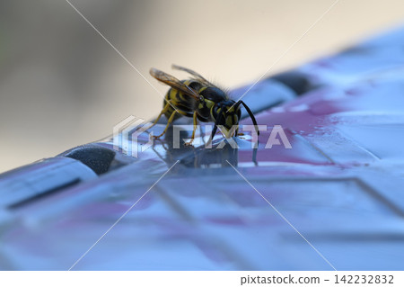 honey bee rests on a bowl with shallow water with sunlit stripes and folded wings capturing a quiet moment of hydration and survival in a harsh urban setting 142232832