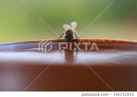 Close-up of a bee drinking water from wooden bowl, its reflection visible in the droplet. Intricate details of the bee's body are highlighted. Close-up of a bee drinking water from wooden bowl, its reflection visible in the droplet. Intricate details of the bee's body are highlighted. 142232833