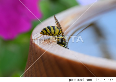 Yellow and black wasp drinks water from wooden bird bath on bright sunny summer day. Macro shot of insect with wings and antennae near water droplets in garden. Yellow and black wasp drinks water from wooden bird bath on bright sunny summer day. Macro shot of insect with wings and antennae near water droplets in garden. 142232837