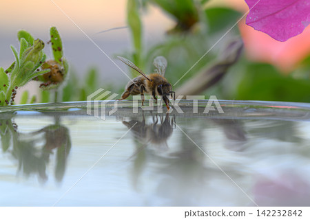 honey bee rests on a bowl with shallow water with sunlit stripes and folded wings capturing a quiet moment of hydration and survival in a harsh urban setting honey bee rests on a bowl with shallow water with sunlit stripes and folded wings capturing a quiet moment of hydration and survival in a harsh urban setting 142232842