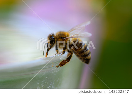 honey bee rests on a bowl with shallow water with sunlit stripes and folded wings capturing a quiet moment of hydration and survival in a harsh urban setting honey bee rests on a bowl with shallow water with sunlit stripes and folded wings capturing a quiet moment of hydration and survival in a harsh urban setting 142232847