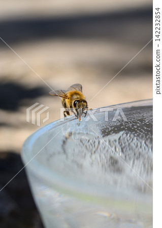 honey bee rests on a bowl with shallow water with sunlit stripes and folded wings capturing a quiet moment of hydration and survival in a harsh urban setting honey bee rests on a bowl with shallow water with sunlit stripes and folded wings capturing a quiet moment of hydration and survival in a harsh urban setting 142232854