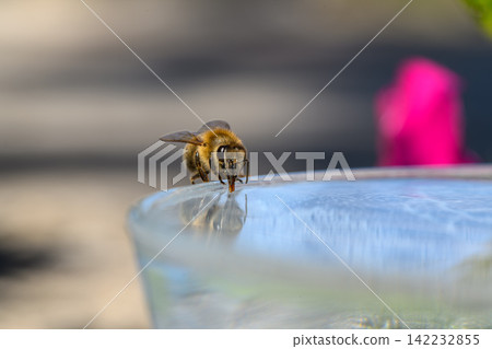 honey bee rests on a bowl with shallow water with sunlit stripes and folded wings capturing a quiet moment of hydration and survival in a harsh urban setting honey bee rests on a bowl with shallow water with sunlit stripes and folded wings capturing a quiet moment of hydration and survival in a harsh urban setting 142232855