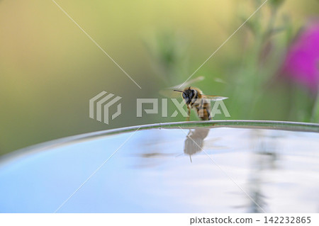 Yellow and black wasp drinks water from glass bird bath on bright sunny summer day. Macro shot of insect with wings and antennae near water droplets in garden. Yellow and black wasp drinks water from glass bird bath on bright sunny summer day. Macro shot of insect with wings and antennae near water droplets in garden. 142232865