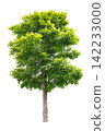 Lush green tree stands tall against a white background 142233000