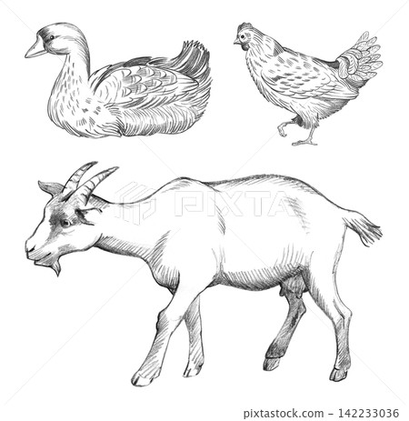 Goat, goose and chicken. Farm animals. Handmade farm pencil illustrations. For design of cards, cover, prints, product labels and fabric. Goat, goose and chicken. Farm animals. Handmade farm pencil illustrations. For design of cards, cover, prints, product labels and fabric. 142233036