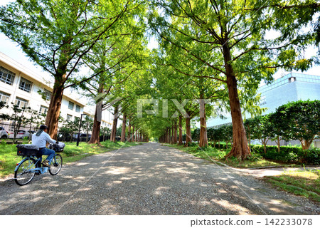 一個人騎著自行車沿著公園裡綠樹成蔭的林蔭大道行駛。 一個人騎著自行車沿著公園裡綠樹成蔭的林蔭大道行駛。 142233078