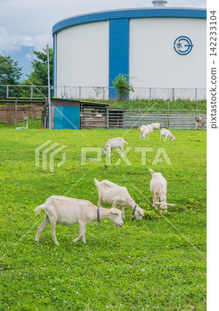 A herd of baby goats [Nagano Prefecture] 142233104