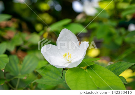 Delicate white orchid tree flower blooming among fresh green leaves tropical garden representing natural beauty botanical growth freshness peaceful nature Delicate white orchid tree flower blooming among fresh green leaves tropical garden representing natural beauty botanical growth freshness peaceful nature 142233410